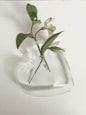 green plant on clear glass vase