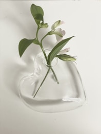 green plant on clear glass vase