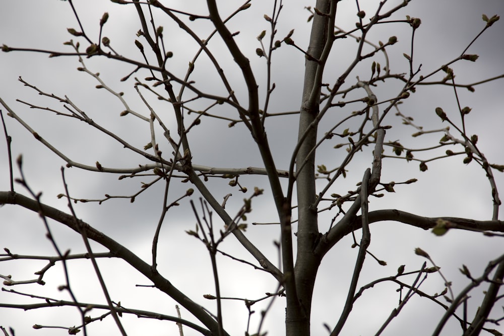 brown leafless tree during daytime