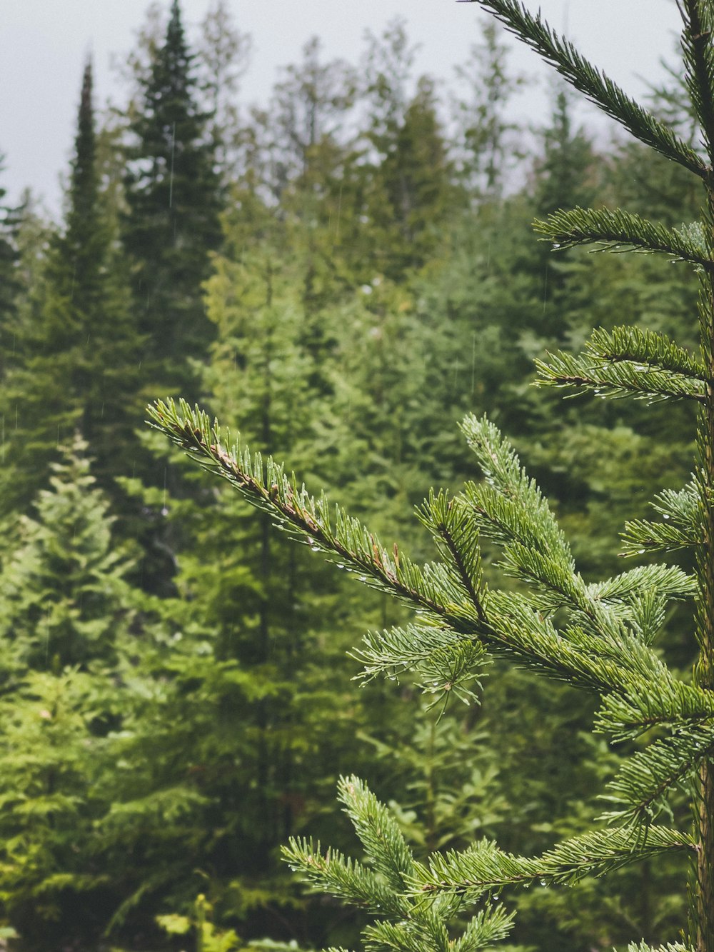 green pine tree during daytime