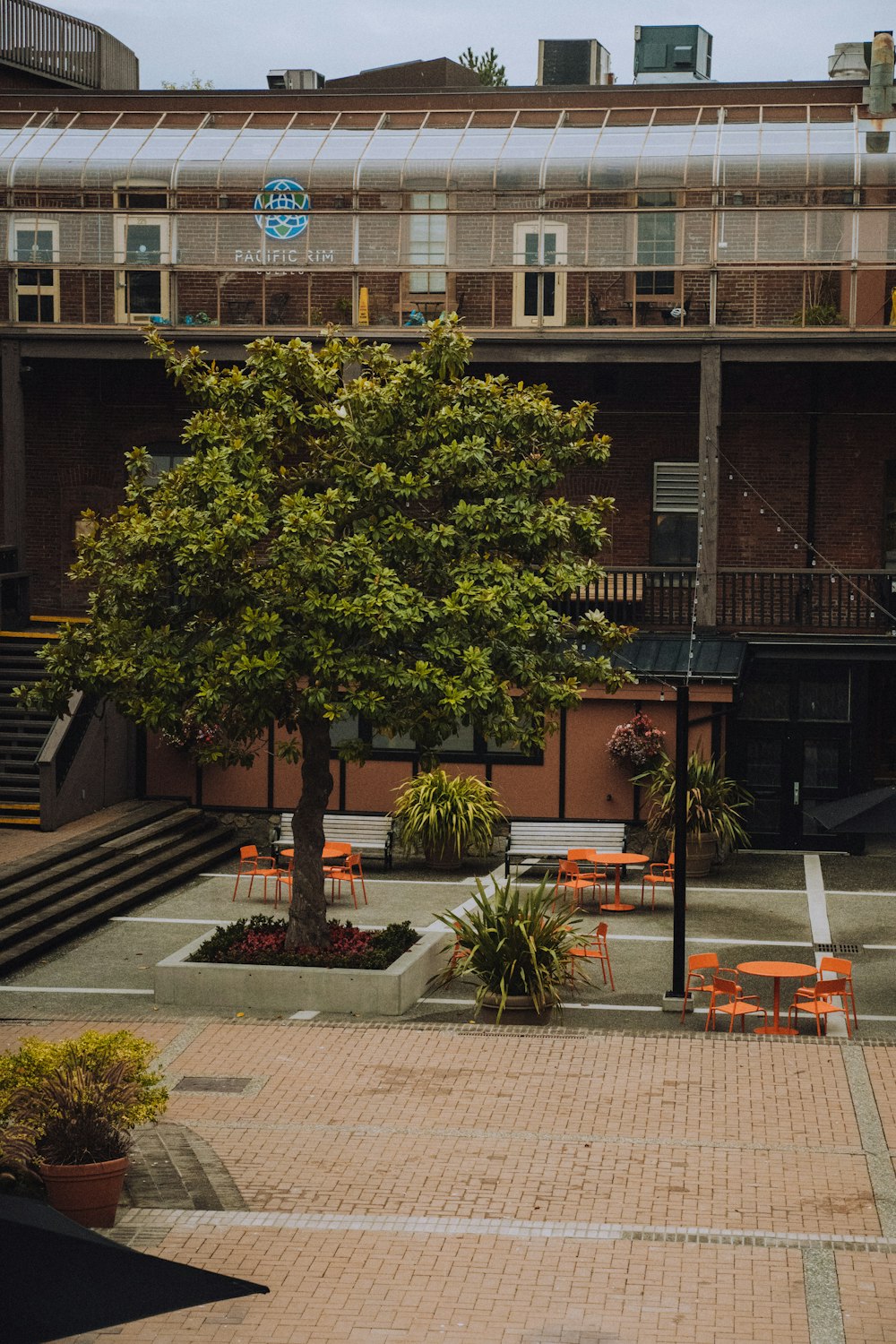 green tree in front of brown building