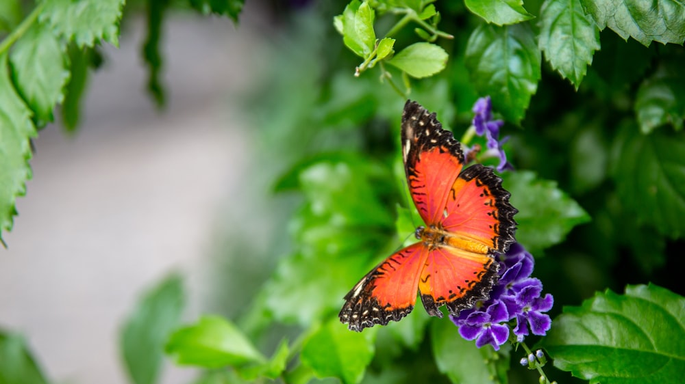 orange and black butterfly perched on purple flower in close up photography during daytime