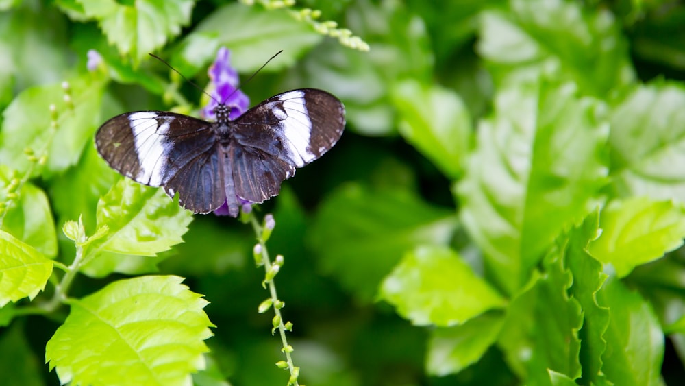 black and white butterfly perched on green plant