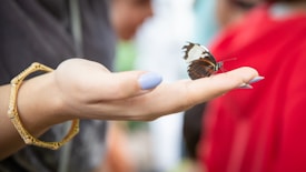 A delicate butterfly with black and white wings perches on a person's open hand. The person's nails are painted light blue, and they are wearing a gold bracelet. The background is blurred with colors like green and red.