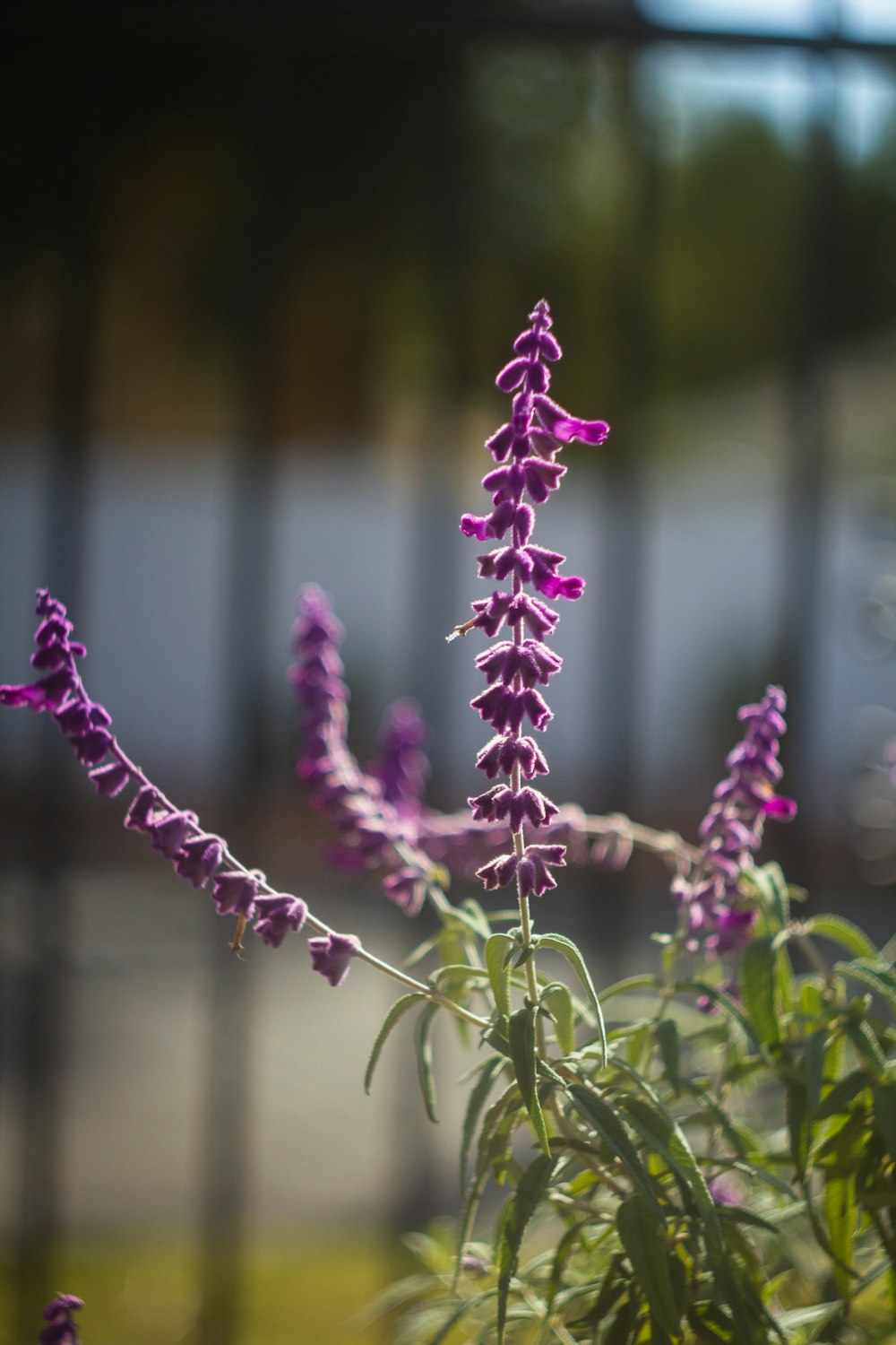 purple flower in tilt shift lens