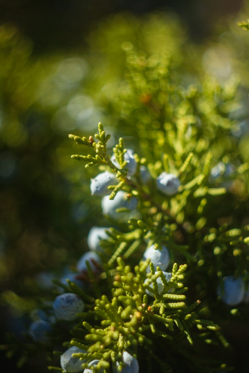 white flowers with green leaves