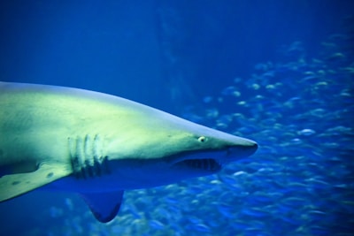 A shark swims gracefully through deep blue water, surrounded by a school of smaller fish. The shark's powerful form is highlighted against the vibrant background, with its gills and fins clearly visible.