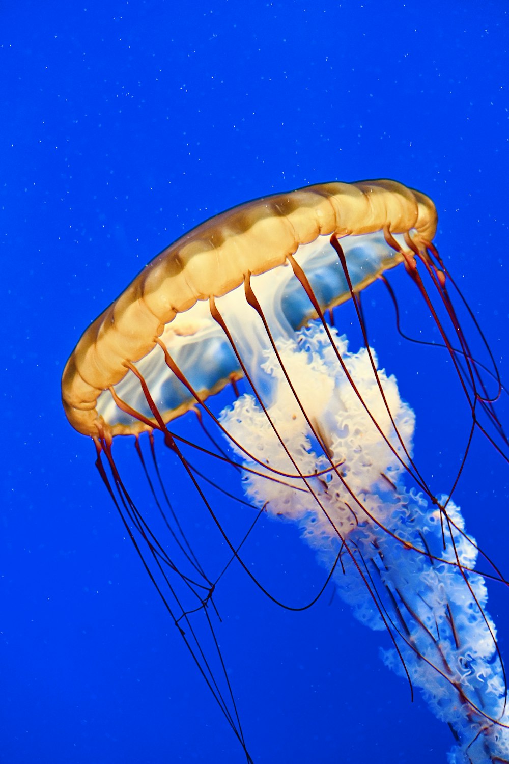 brown jellyfish in blue water