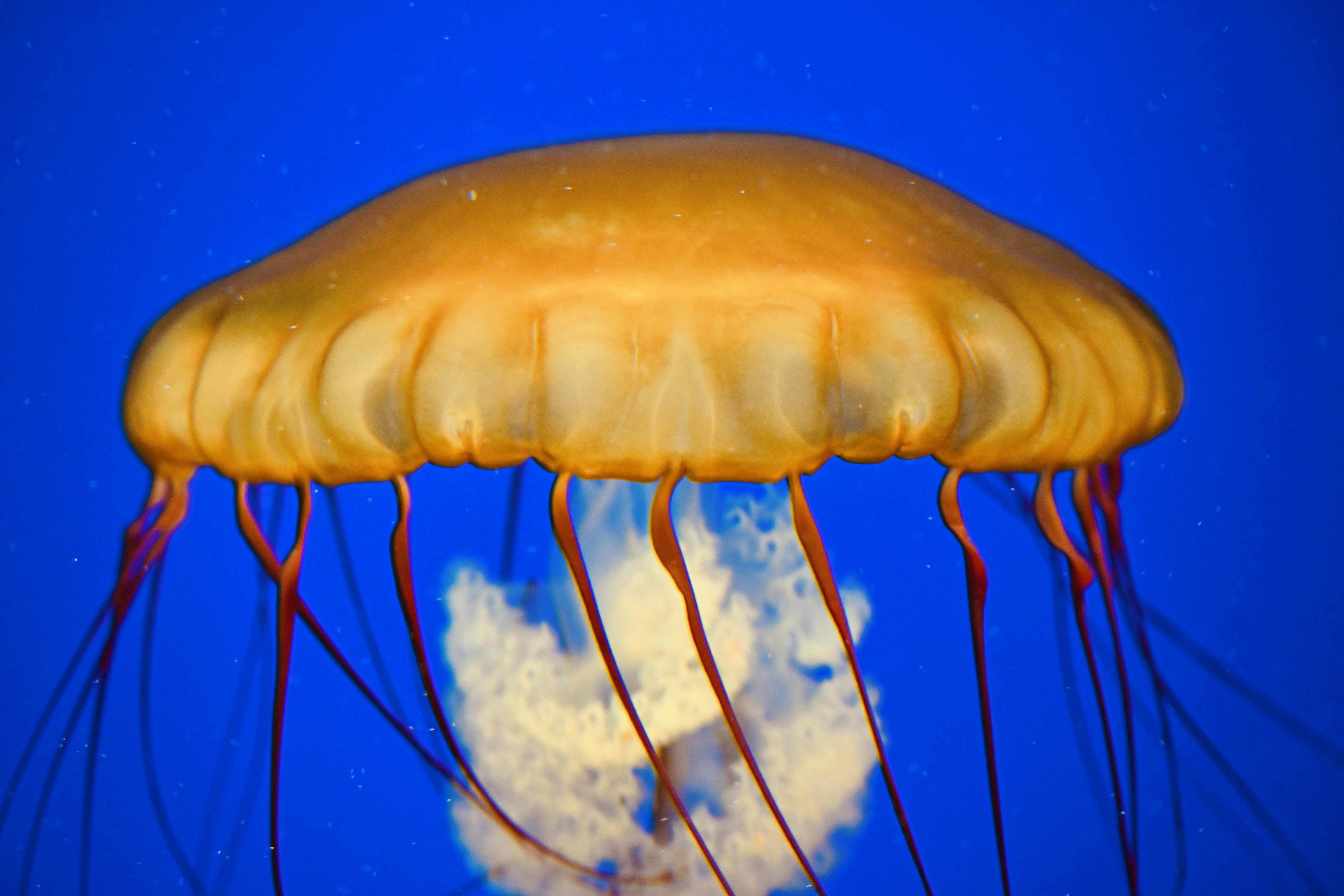 Photo by vijetha_surakanti