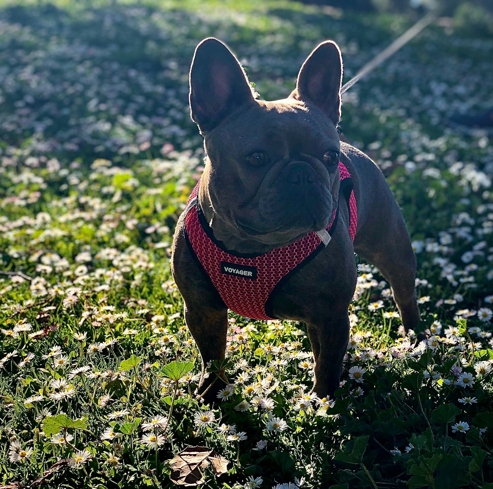 Blue brindle French bulldog with pink harness among field of flowers and grass during daytime