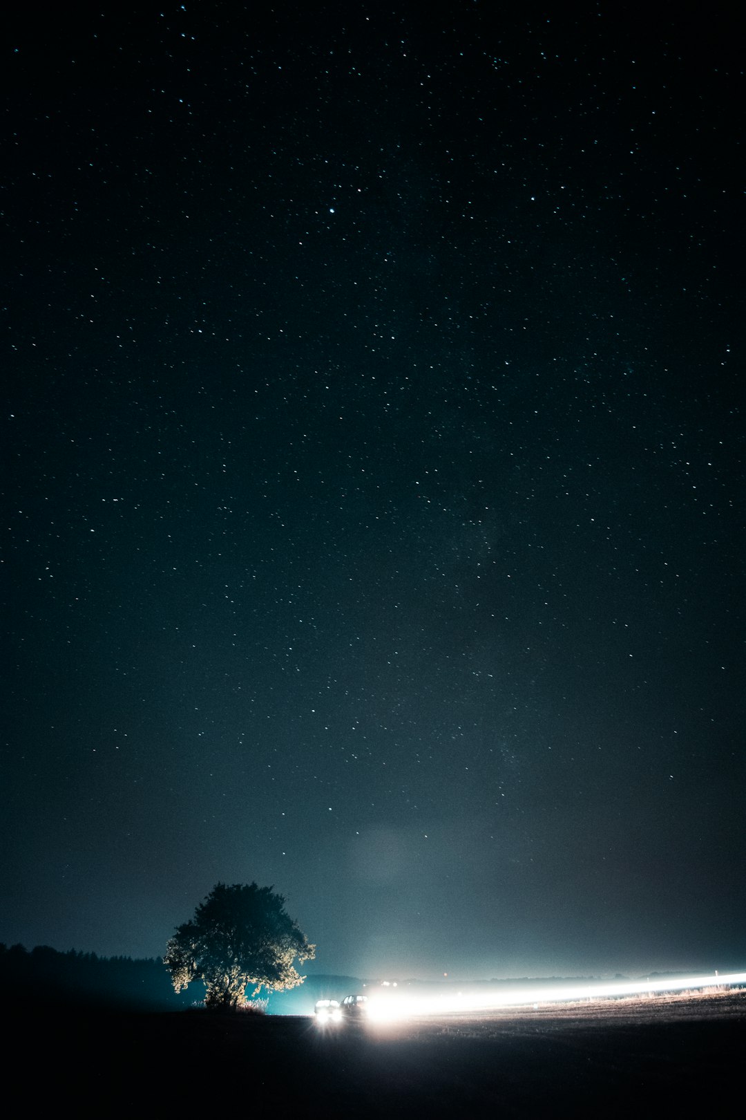 silhouette of trees under starry night