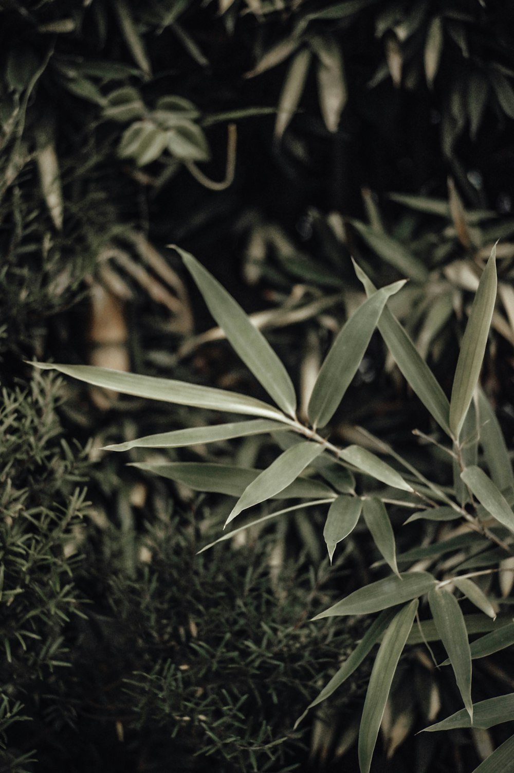 green leaves in tilt shift lens