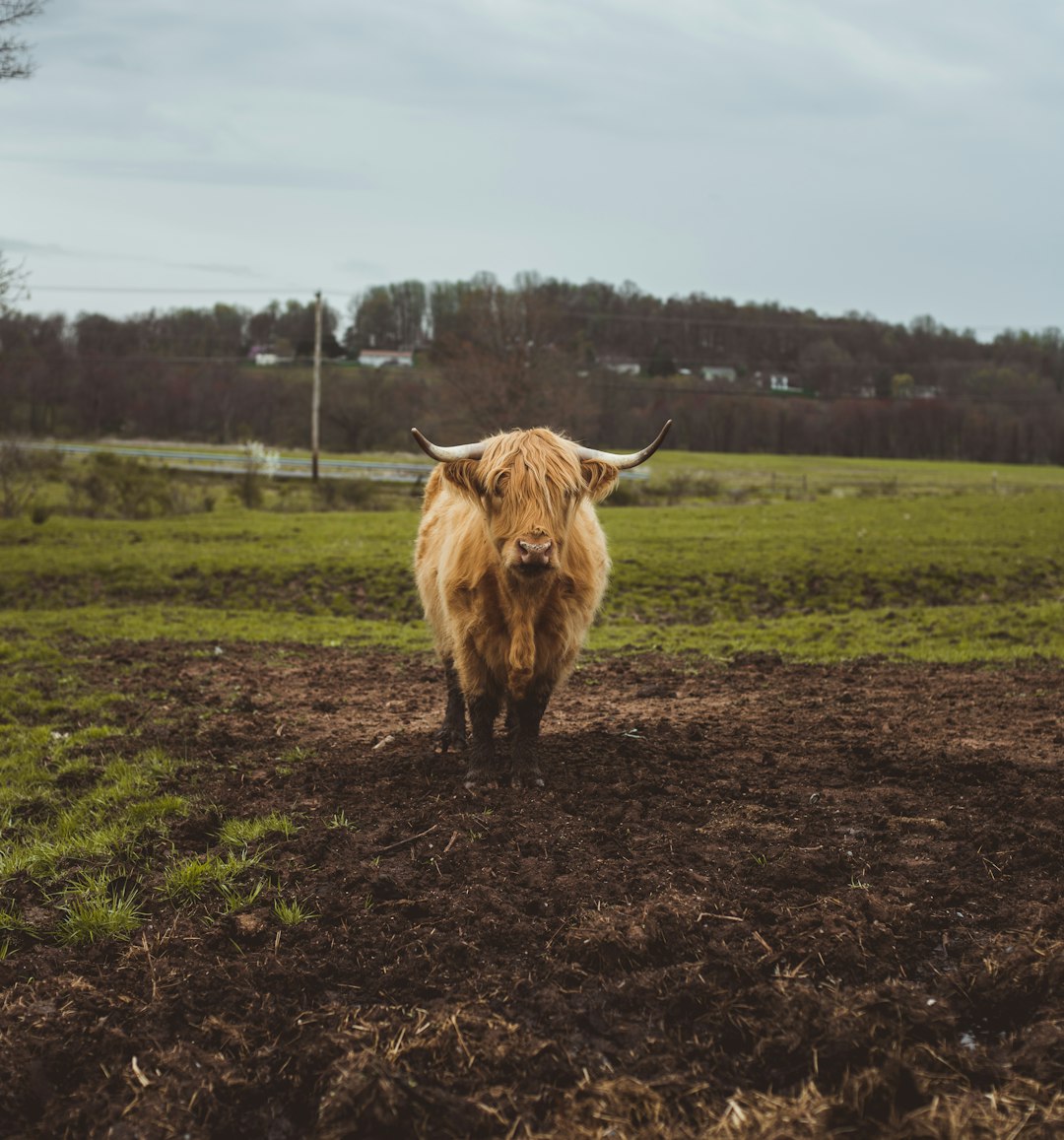 brown cow on green grass field during daytime