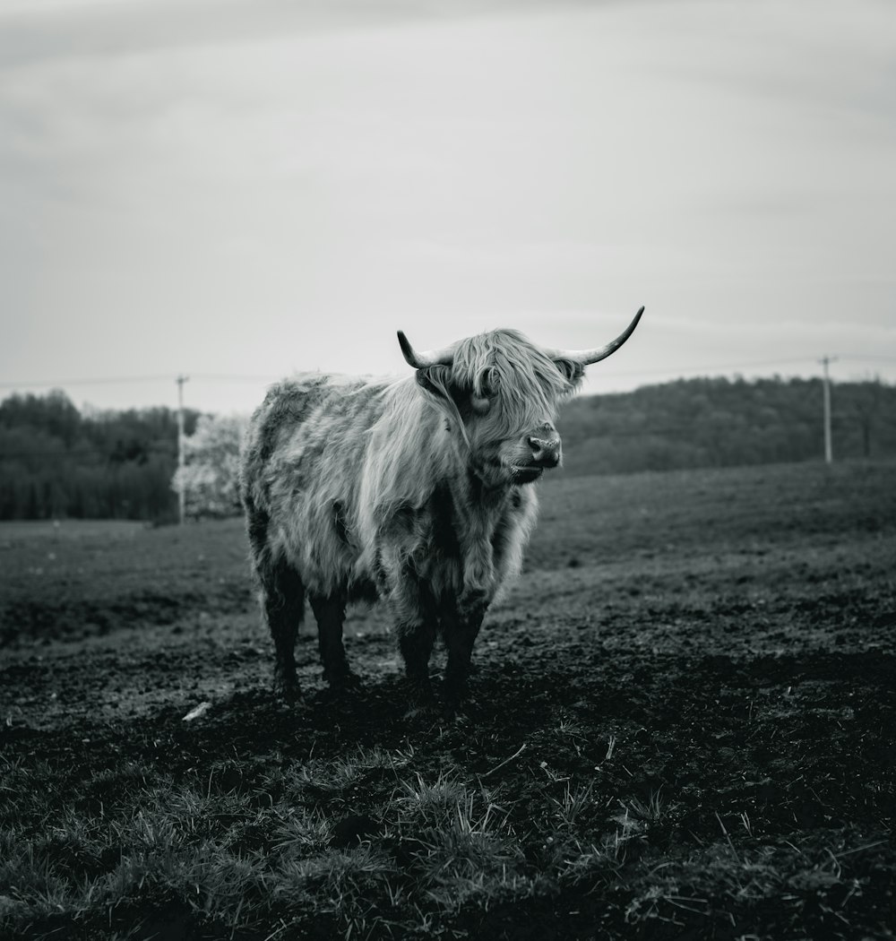 grayscale photo of a cow on a grass field