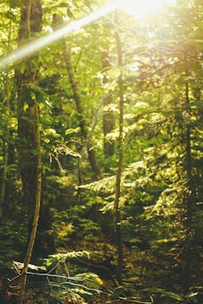 Sunlight filters through a dense forest canopy, casting a warm glow on the lush green foliage. Tall trees with textured bark loom amidst a variety of undergrowth, with beams of light creating dynamic patterns on the forest floor.