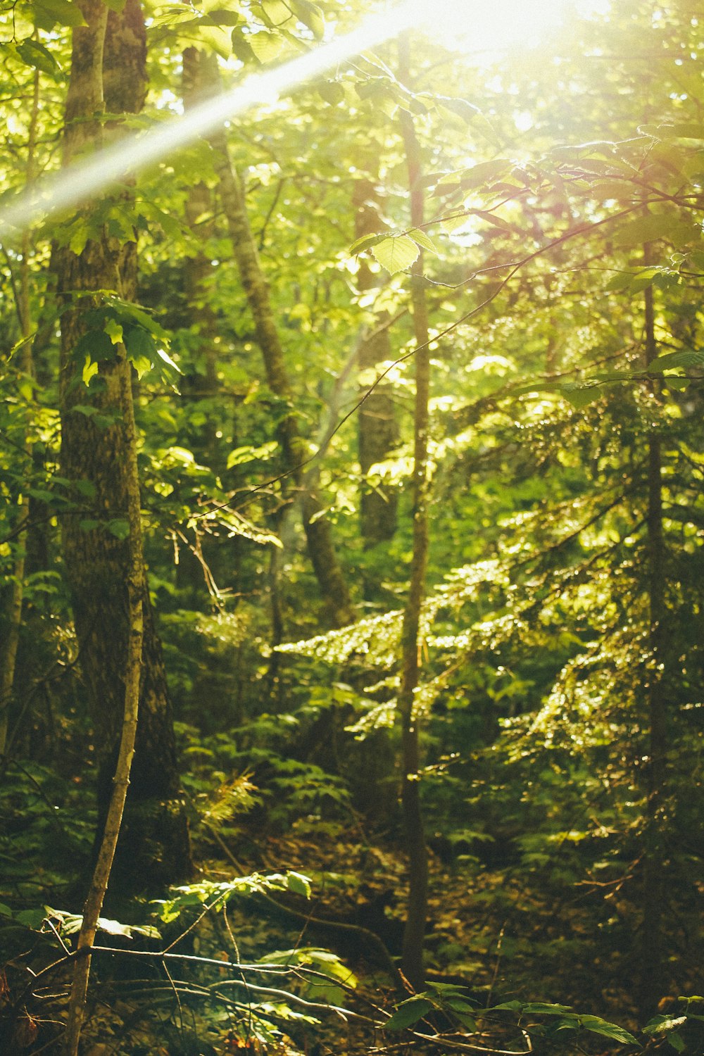 green trees in forest during daytime