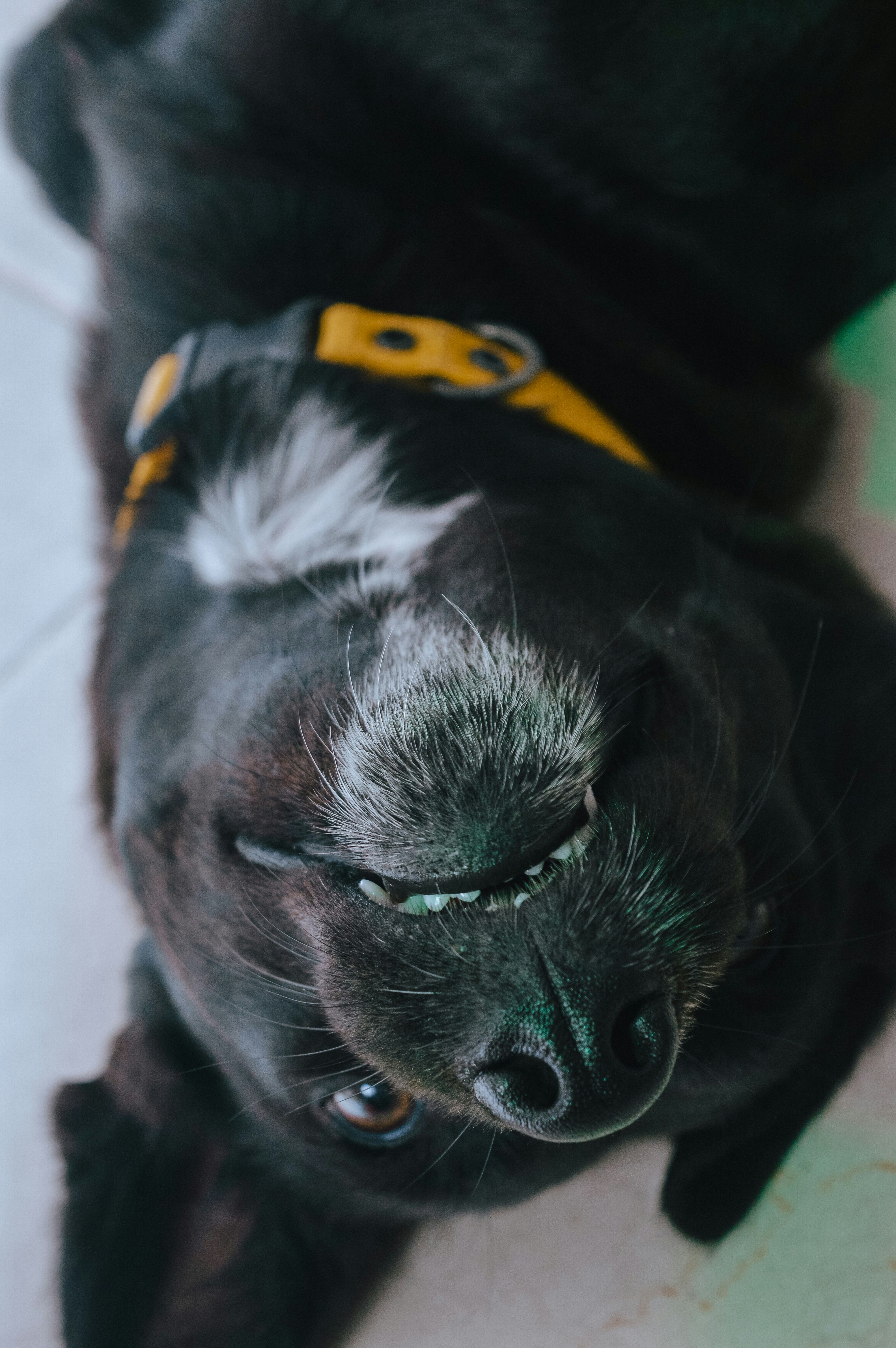 black short coated puppy with yellow and black collar