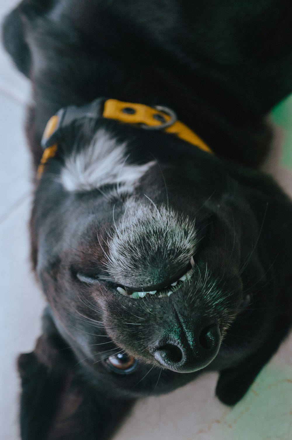 노란색과 검은색 칼라가 있는 검은색 짧은 코팅 강아지