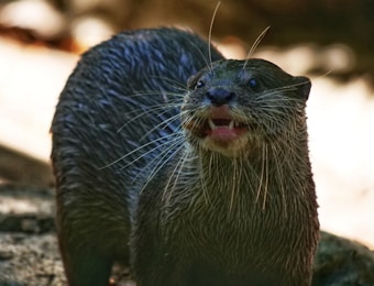 An otter with wet fur stands on a rocky surface, displaying its sharp teeth. The background is blurred with earthy tones, highlighting the otter's facial features and whiskers.