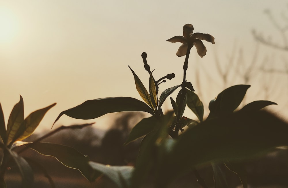 green plant under white sky during daytime