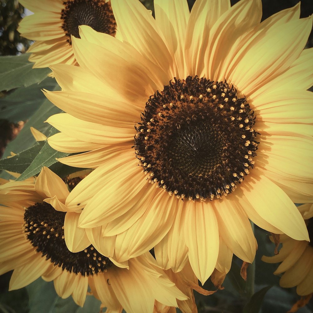 yellow sunflower in close up photography