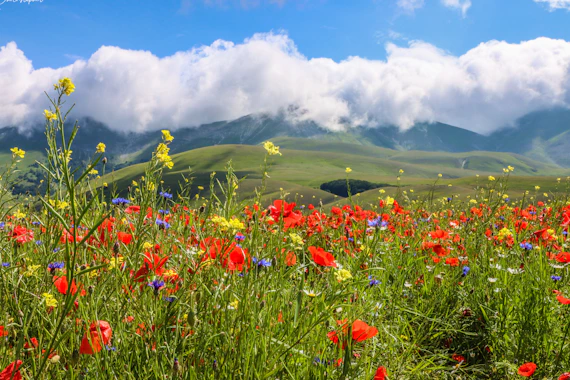 red flowers on green grass field under white clouds and blue sky during daytime