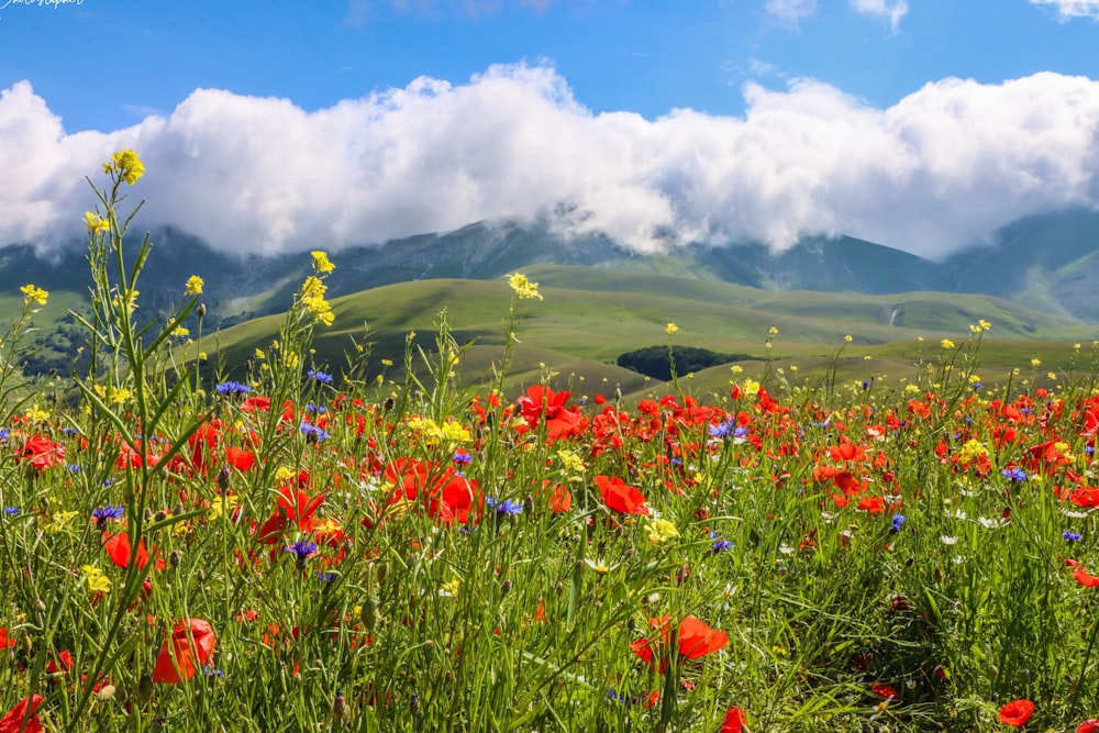 昼間は白い雲と青い空の下に緑の芝生に赤い花