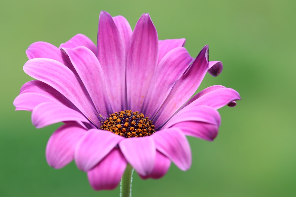 flor roxa no tiro macro