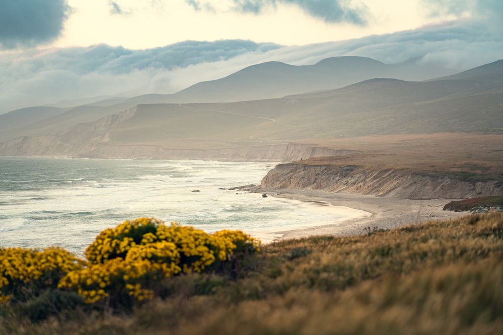 yellow flowers on seashore during daytime