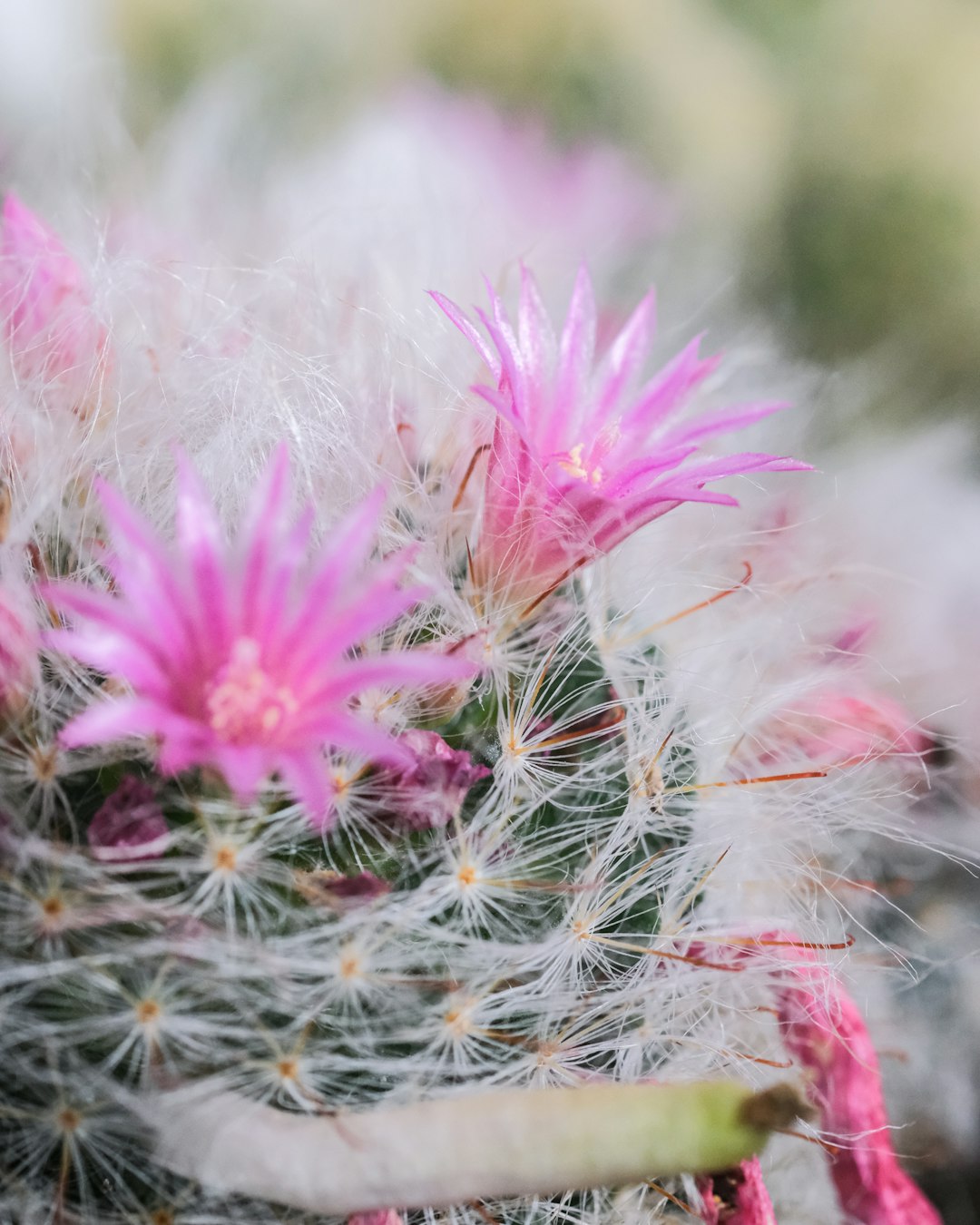 pink and white flower in close up photography