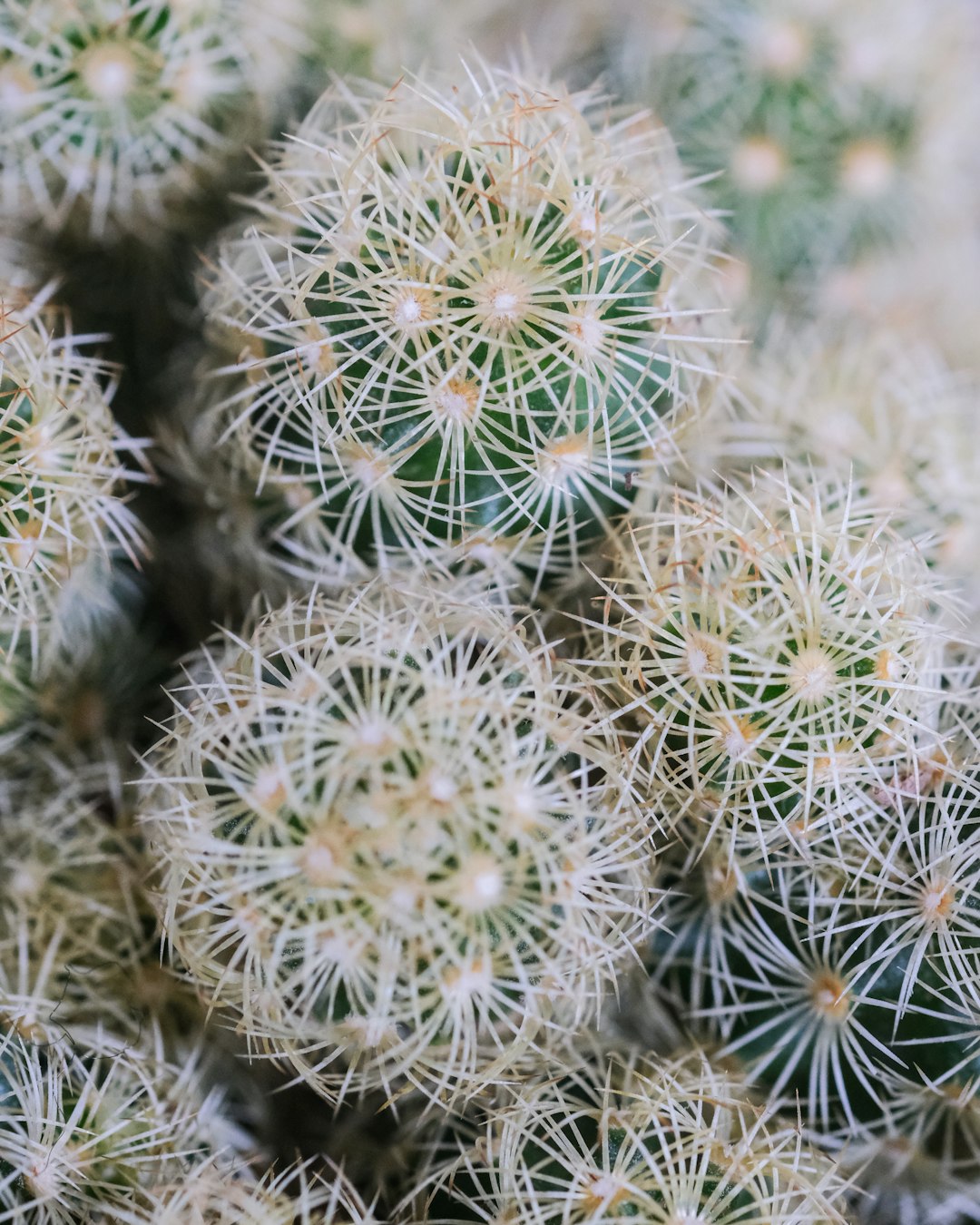 white dandelion in close up photography