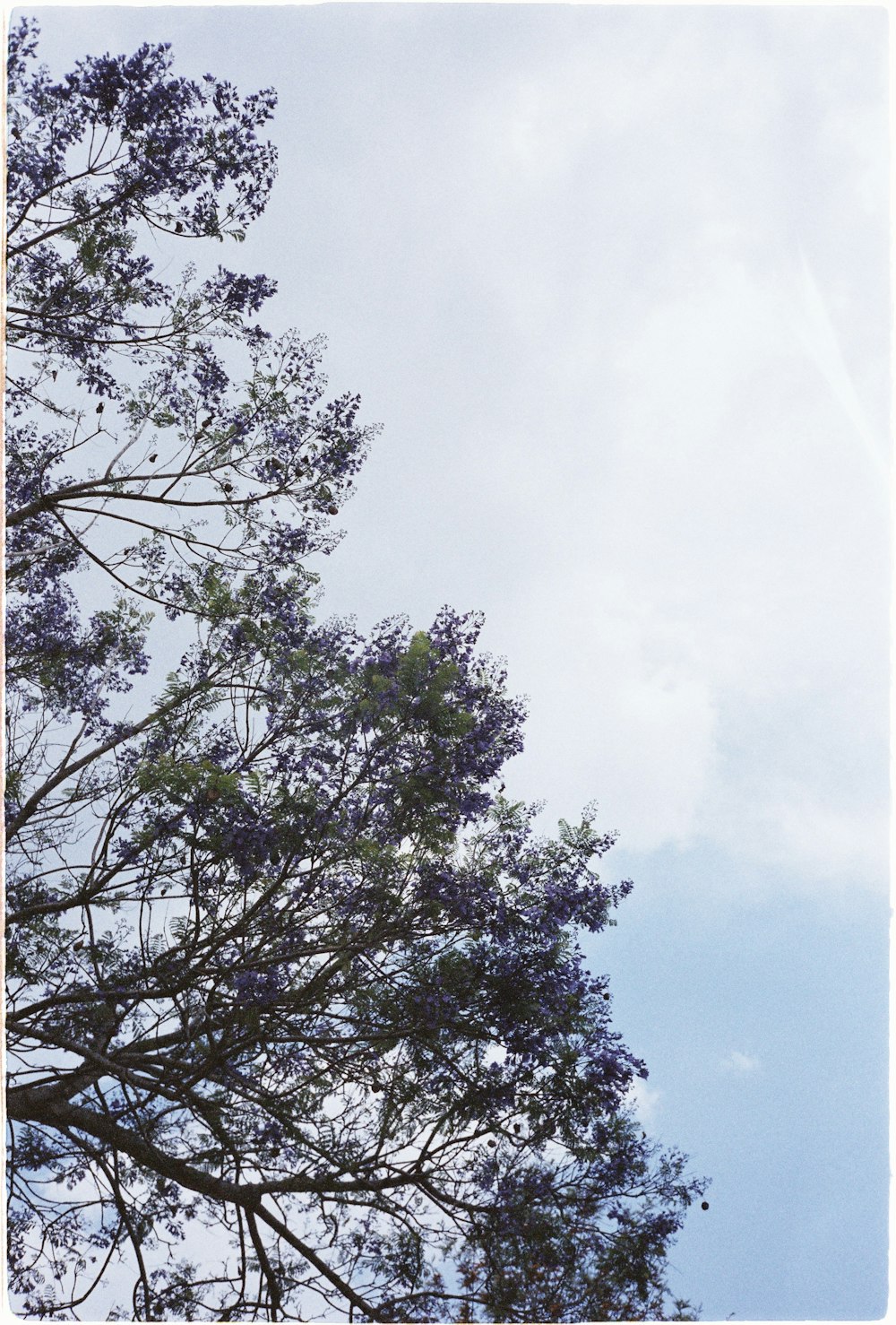 green tree under white clouds