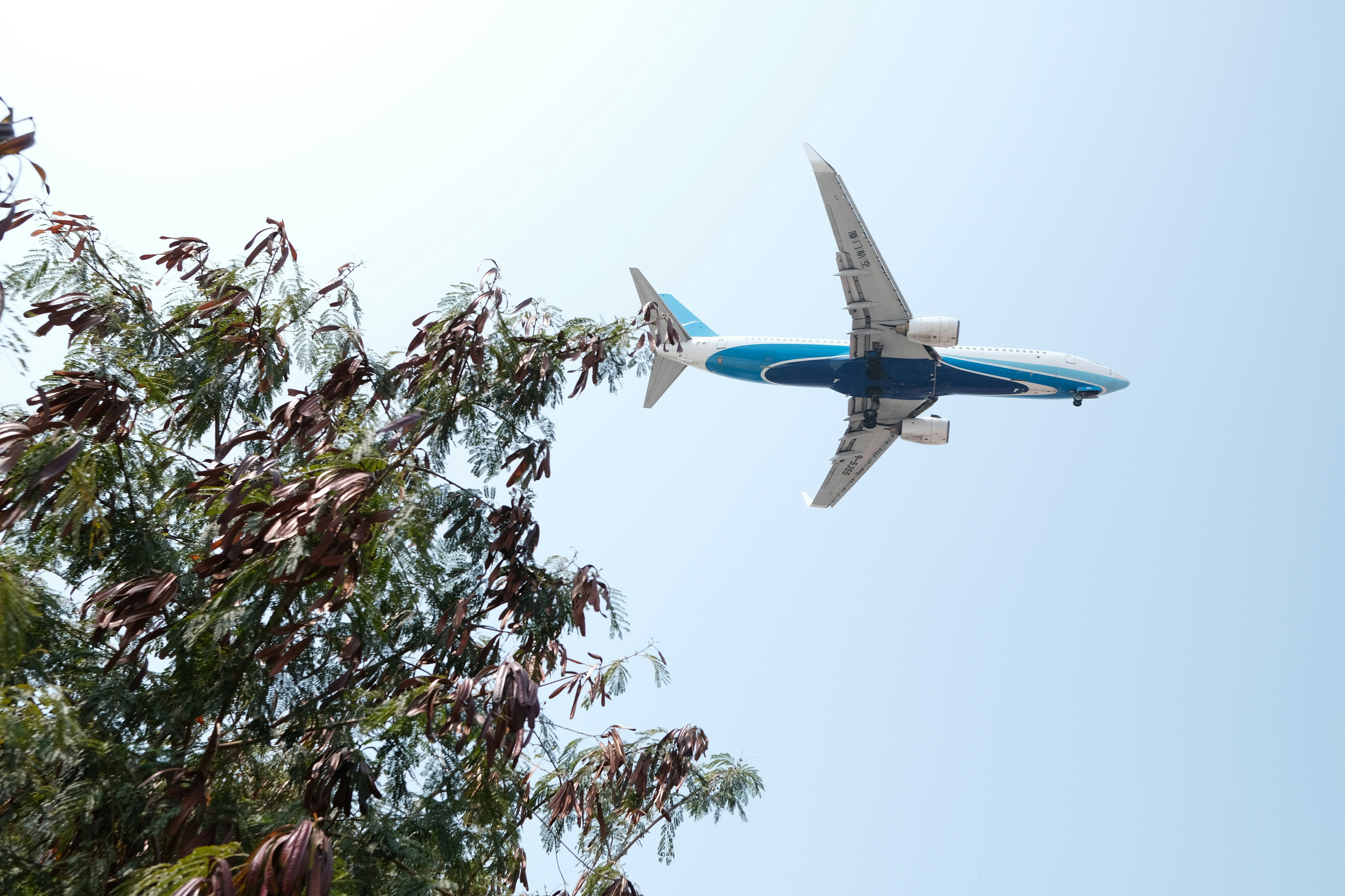 white and blue airplane flying over green trees during daytime