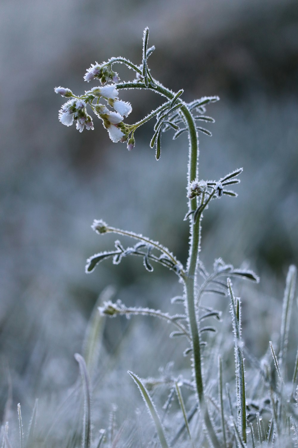 white flowers in tilt shift lens