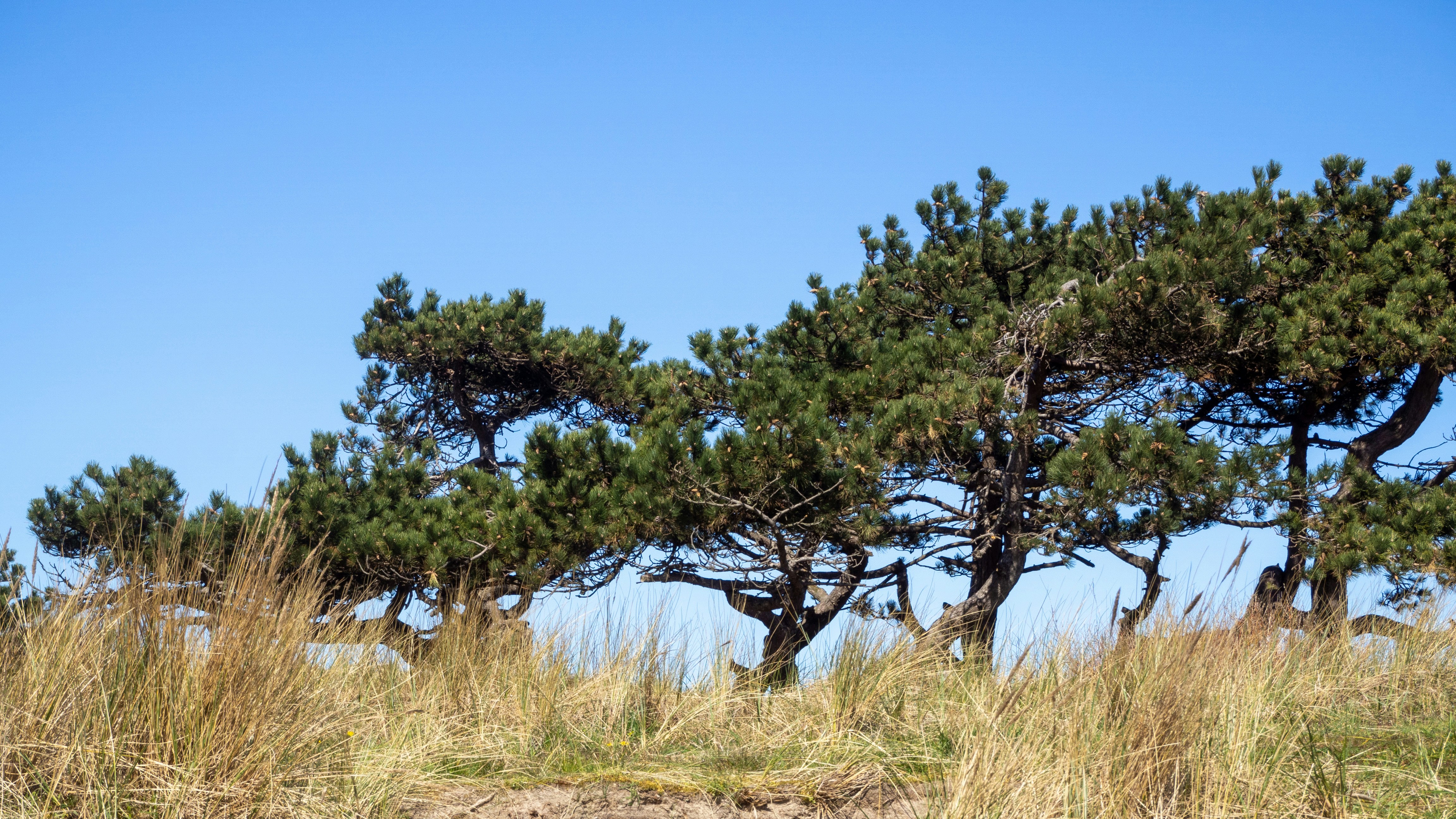 Photo by wimvanteinde