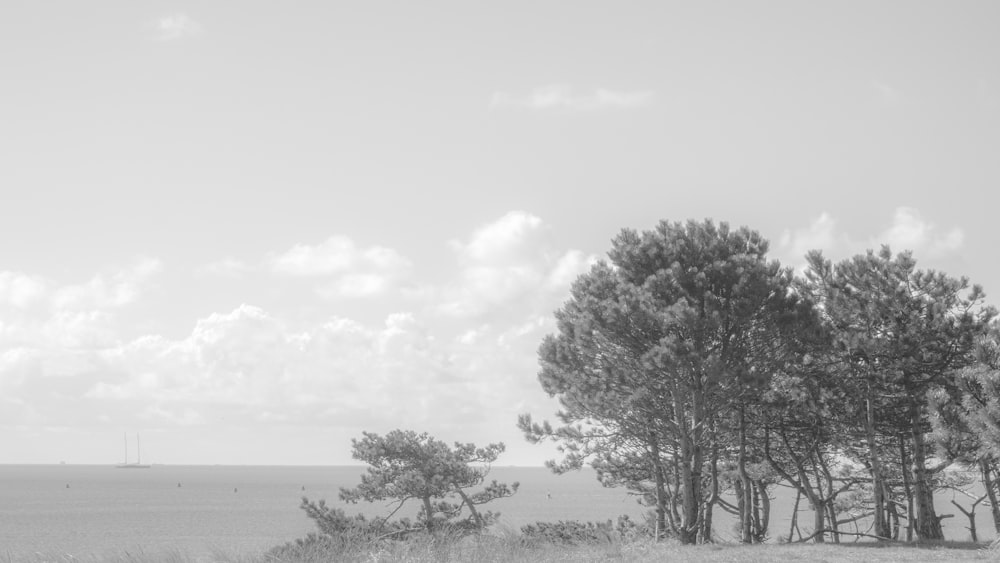 grayscale photo of tree near body of water