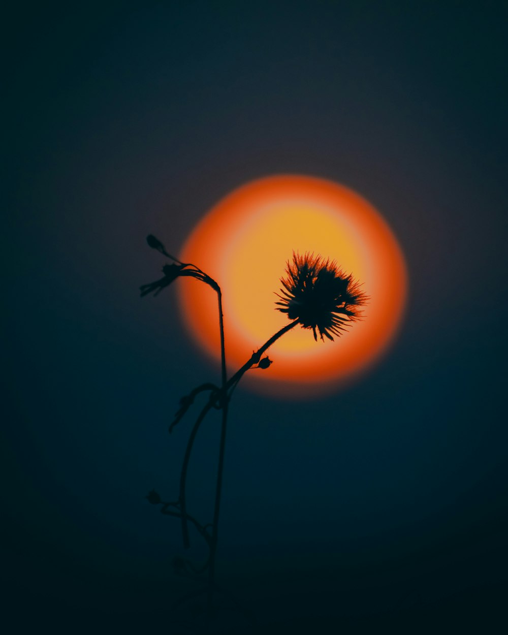 silhouette of flower during sunset