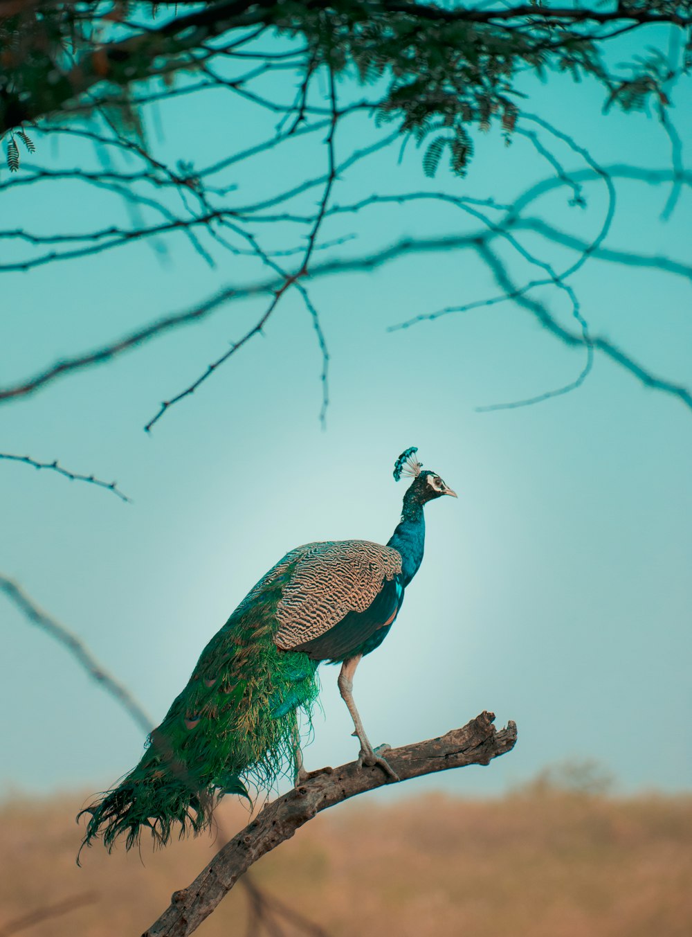 peacock on brown tree branch