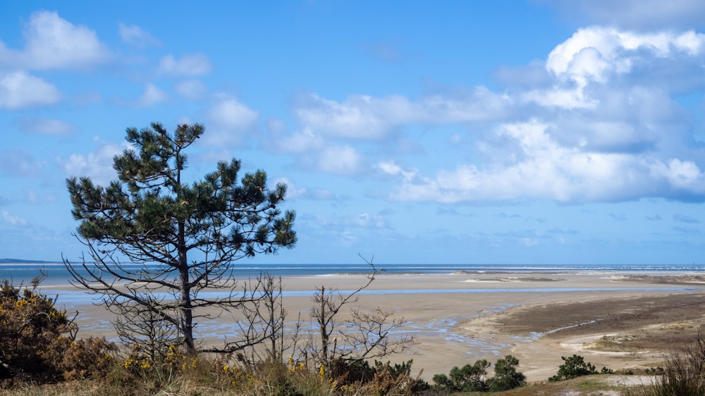 green trees near body of water under blue sky during daytime