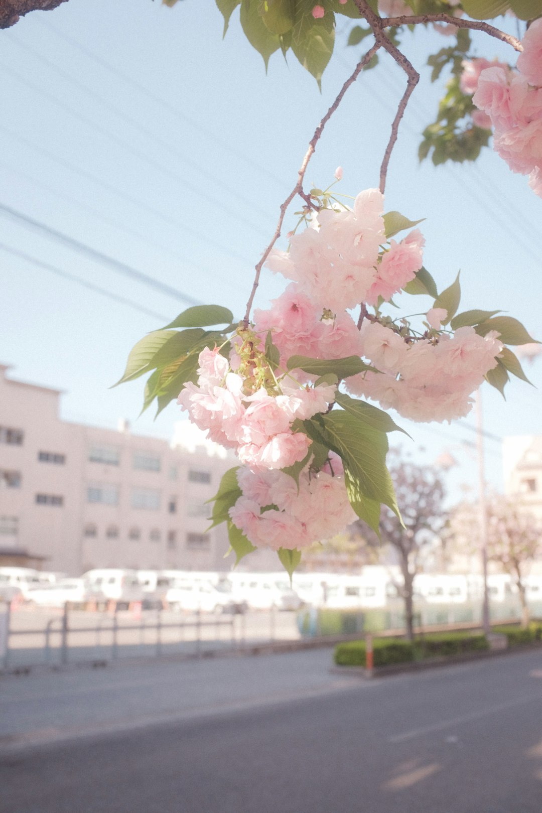 pink and white flowers during daytime