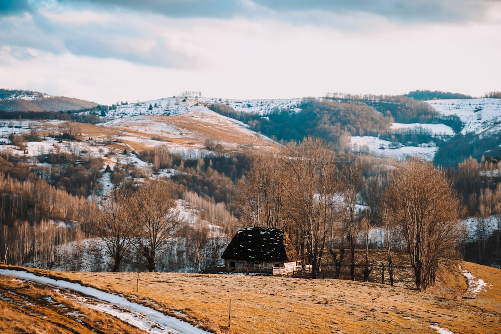 brown bare trees near brown mountain during daytime