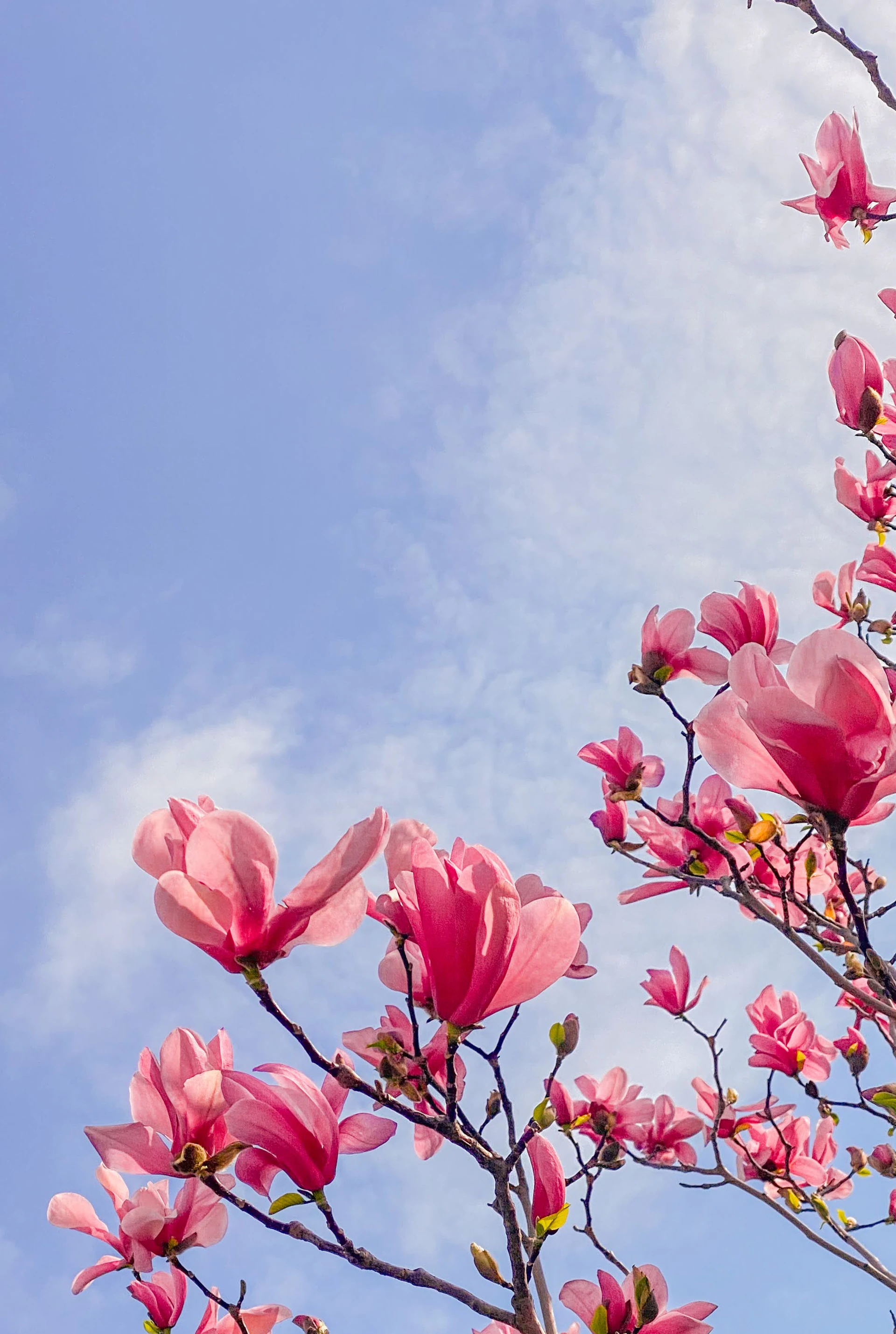 pink flowers under blue sky during daytime