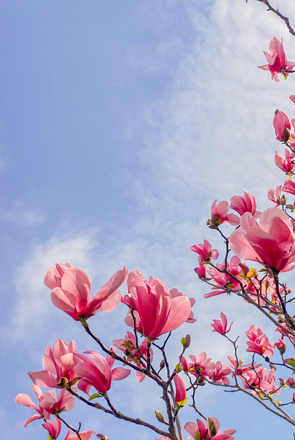 fiori rosa sotto il cielo blu durante il giorno