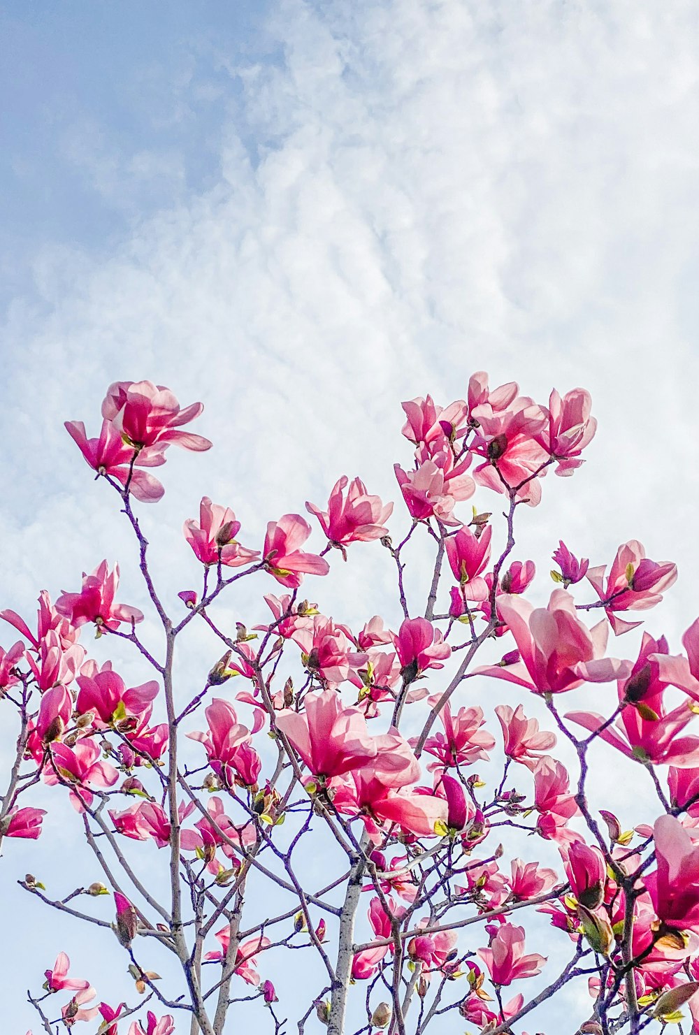 pink flowers under white clouds during daytime