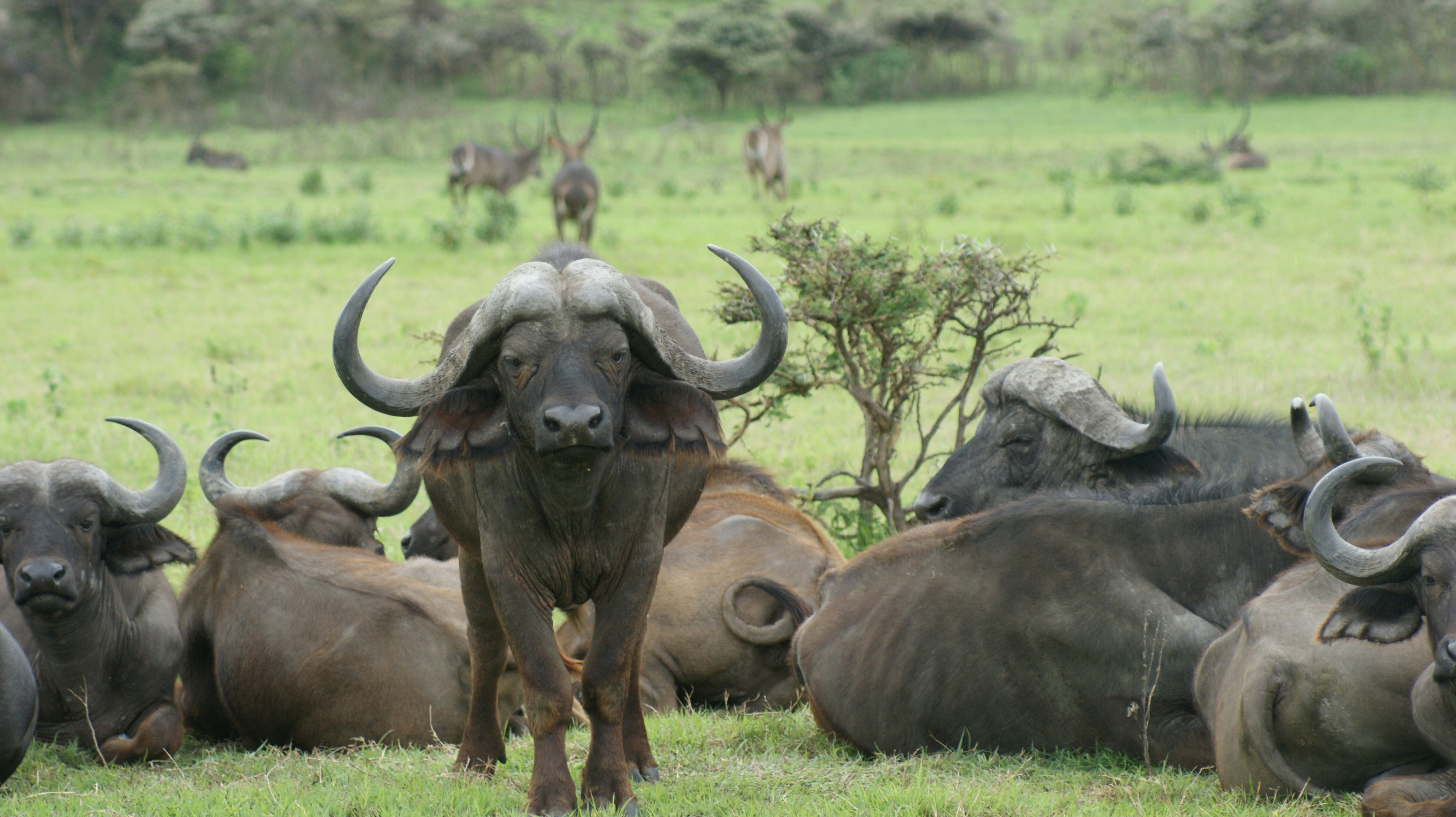 The vast plains of the Serengeti with acacia trees.