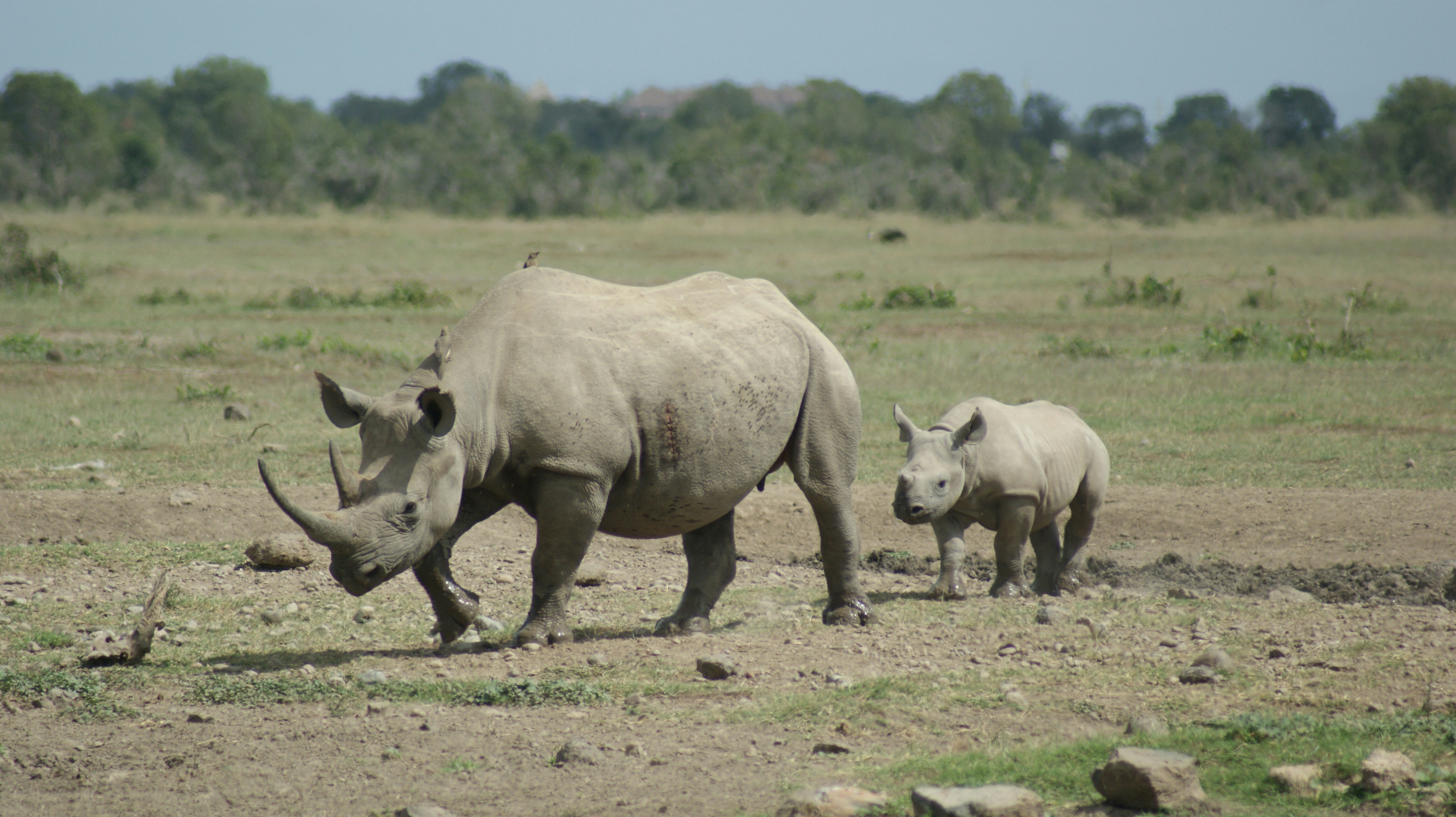 Ol Pejeta Conservancy