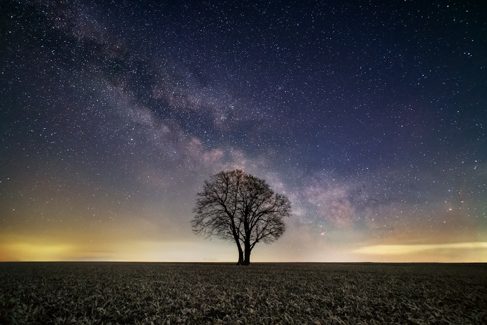 bare tree under blue sky during night time