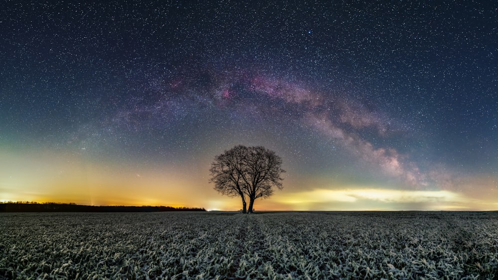 bare tree on green grass field under blue sky with stars during night time