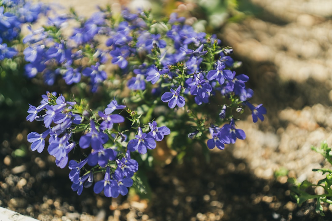 purple flowers on brown soil