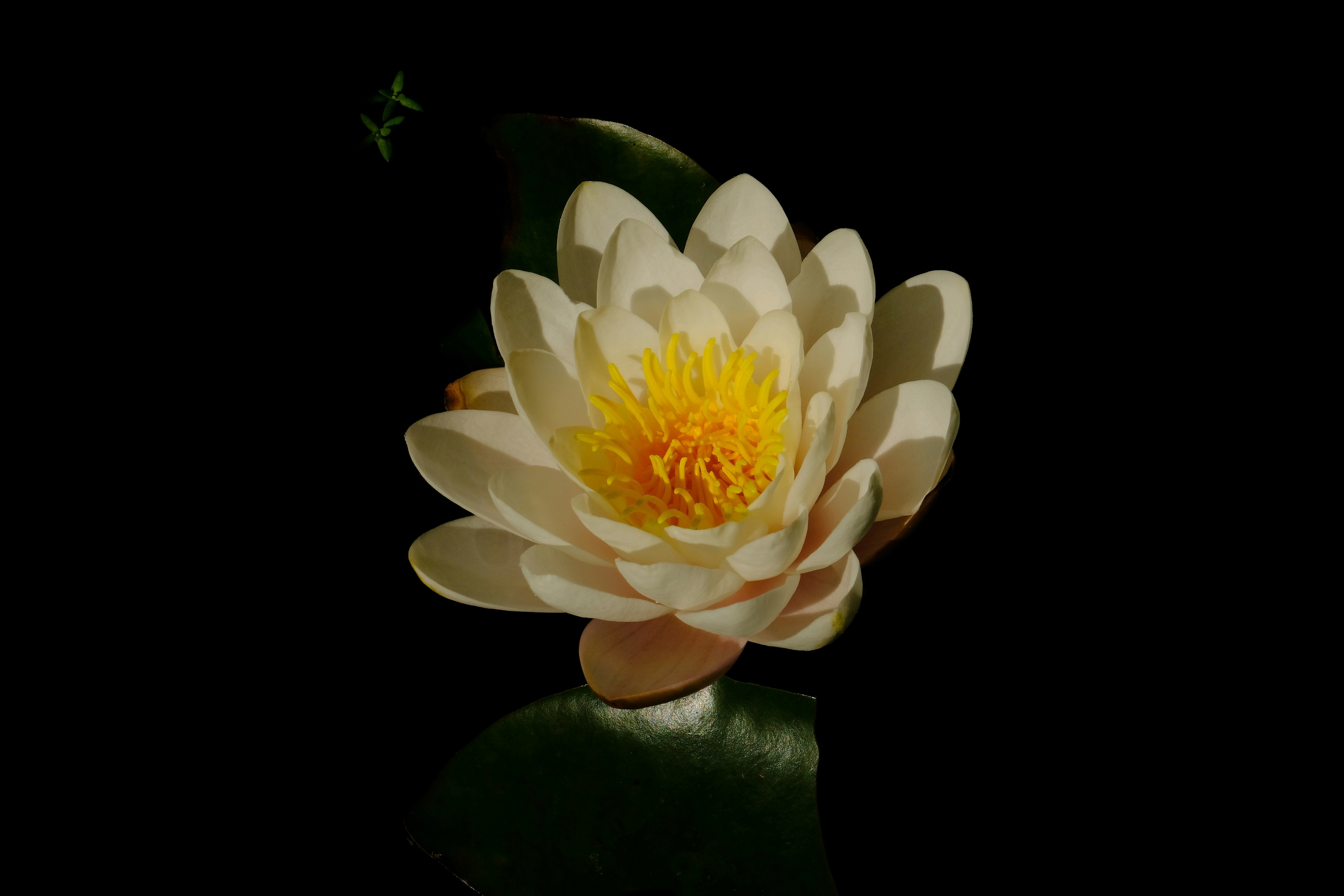 Water lily.